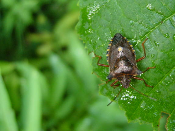 Pentatoma rufipes